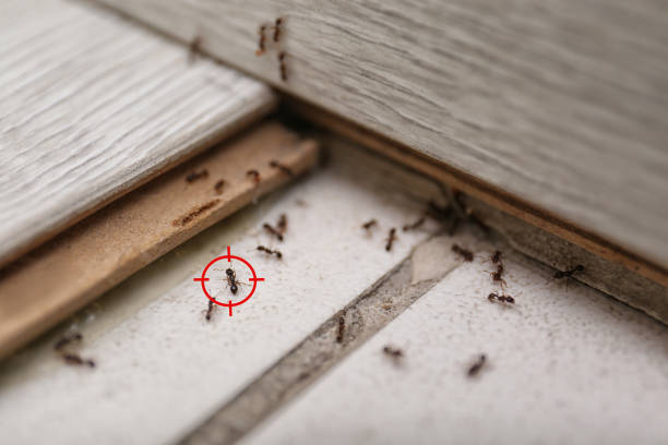 Best Bed Bug Extermination  in Llington, MI