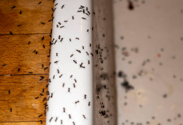 Best Flea Control Services  in Llington, MI